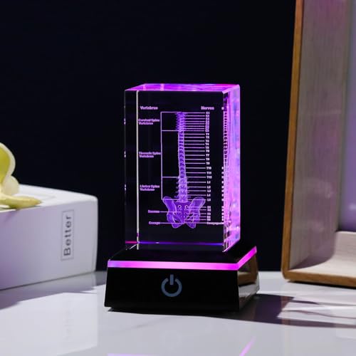 Movdyka 3D Crystal Human Spine Skeleton Model with Nerves Vertebra - color: Spine