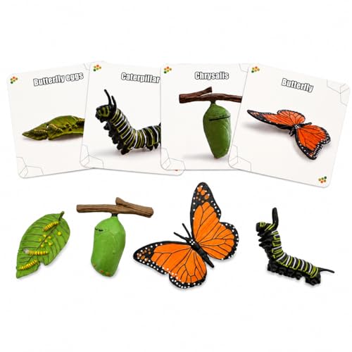 Montessori Life Cycle Animal Figures with Flash Cards, Lifelike Animal Growth Cycle Biological Model Set (Butterfly) - style: Butterfly