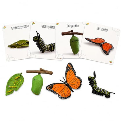 Montessori Life Cycle Animal Figures with Flash Cards, Lifelike Animal Growth Cycle Biological Model Set (Butterfly) - style: Butterfly
