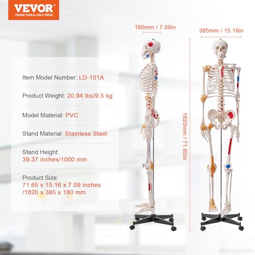 VEVOR Human Skeleton Model for Anatomy, 71.65" Life Size, Accurate PVC Anatomy Skeleton Model with Ligaments, Movable Arms, Legs & Jaw, with Muscle Origin & Insertion Points, for Professional Teaching - size: Life Size