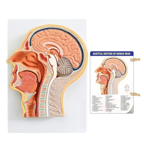 Human Relief Median Section Head Model, Head and Brain Model