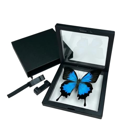 1pc Real Butterfly Specimen PE Film Suspension Box Butterfly Taxidermy Shadow Box Unique Holiday Present for Children (Papilio Ulysses) - color: Papilio Ulysses