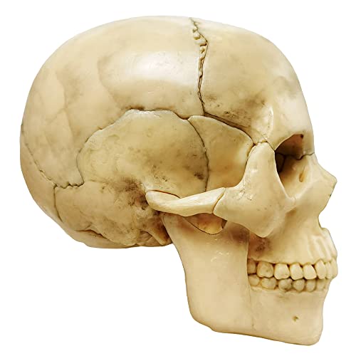 Anatomy Exploded Human Skull Model,Medical Model Dental Clinic