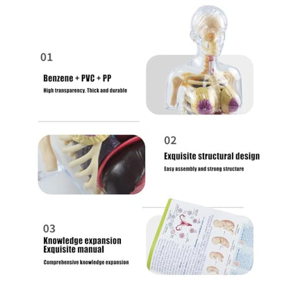 Human Body Model for Kids | Pregnancy Skeleton Model Toy | Anatomical Assembly Educational Toys for Children Classroom Students Learning Enthusiasts Preschool