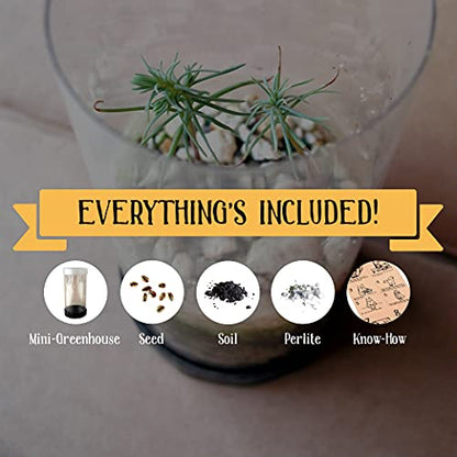 Whitebark Pine | Tree Seed Grow Kit | The Jonsteen Company