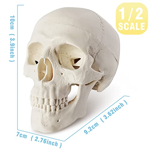 Mini Skull Model - Small Size Human Medical Anatomical Adult Head Bone for Education 3 Part Anatomical Skull with Removable Skull Cap and Moving Jaw