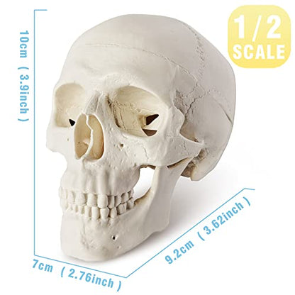 Mini Skull Model - Small Size Human Medical Anatomical Adult Head Bone for Education 3 Part Anatomical Skull with Removable Skull Cap and Moving Jaw