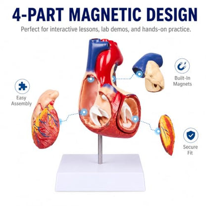 2X Enlarged Anatomical Heart Model, 4-Part, 49 Structures - size: 2X Enlarged 49 Anatomical Structures Model