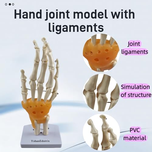 6-Piece Joint Models Set - Life-Size Human Joints Model with Ligaments, Anatomy Models for Shoulder, Knee, Hip, Elbow, Hand and Foot, Ideal for Medical Teaching, Lab Training and Patient Communication