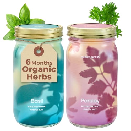 Modern Sprout Mason Garden Jar-Self-Watering Hydroponics Kit-Basil+Parsley - color: Basil+parsley, size: Garden Jars