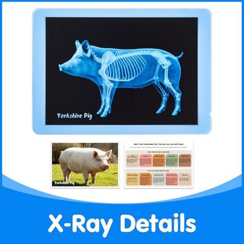 10 Pcs Farm Animal Xrays - Light Table Accessories - style: Farm Series
