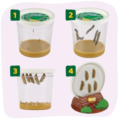 Insect Lore Cup of Caterpillars - 5 Live Painted Lady Caterpillars with Food - Refill for Butterfly Garden Kit - Chrys-A-Lid Holding Log Included - STEM Learning Activity