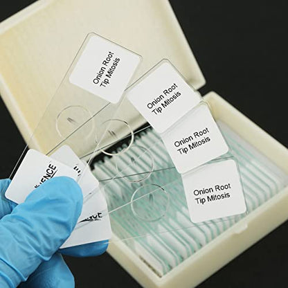 Onion Root Tips Mitosis Microscope Slides Set, 25PCS Pack Slides Show Plant Mitosis for Biology Science Class (25 Count) - color: 25 count