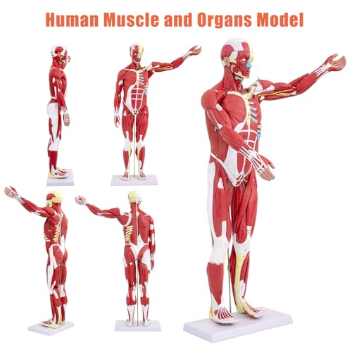 SFXYJ Human Anatomy Muscle Model, 27 Part 1/2 Life Size 33” Human Body Muscular System Model with Removable and Muscle Anatomy Includes Detailed Color Product Manual for Medical Educational Training