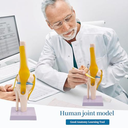 6-Piece Human Joint Anatomy Model Set, Life-Size Shoulder, Elbow, Hip, Knee, Hand and Foot Models for Basic Joint Structure and Movement Demonstration