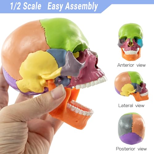 2026 New 15+5 Parts Human Anatomy Exploded Skull Model, Palm-Sized Mini