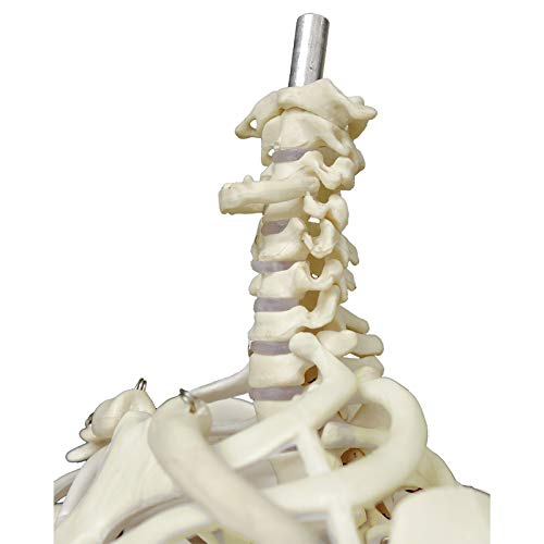Human Skeleton Model mini 33.5" Compact Desktop Size Anatomical Chart for Student Home Study