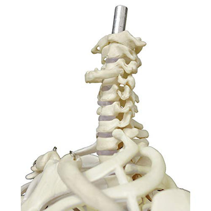 Human Skeleton Model mini 33.5" Compact Desktop Size Anatomical Chart for Student Home Study