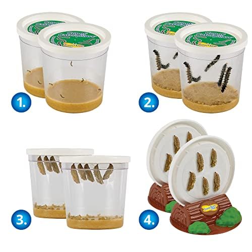 Insect Lore Two Cups of Live Caterpillars - 10 Live Painted Lady Caterpillars with Food - Includes Bonus Butterfly Life Cycle Figurines - Refill for Butterfly Garden Habitat