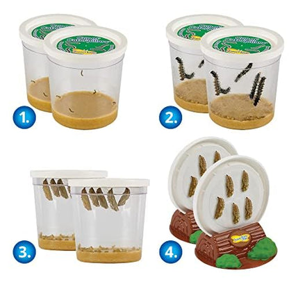 Insect Lore Two Cups of Live Caterpillars - 10 Live Painted Lady Caterpillars with Food - Includes Bonus Butterfly Life Cycle Figurines - Refill for Butterfly Garden Habitat