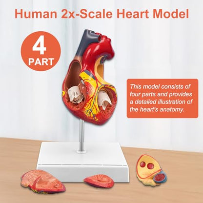 JNMFTD 2X Enlarged Anatomical Heart Model,4-Part Removable Human Heart Model with Ventricles Atria Valves Veins Artery Magnetic Assembly Colorful Number Guide for Science Classroom Cardiology Study - size: 2X Enlarged