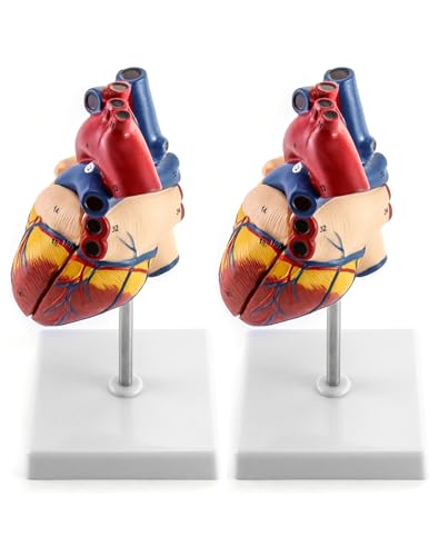 QWORK Human Heart Model, 2 Pack Anatomically Accurate Numbered 2-Part Life Size Heart Model with 34 Anatomical Structures, Held Together with Magnets on Base