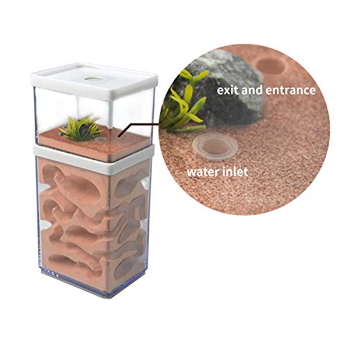 2-Tier Plaster Ant Farm Formicarium Transparent Ant Nest Habitat
