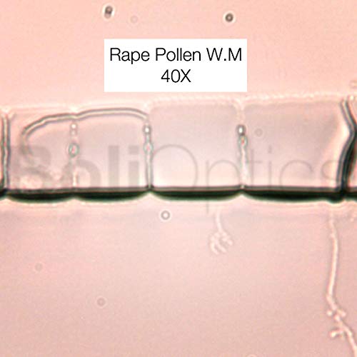 BoliOptics 100 Prepared Microscope Slides General Biology Specimen Set Plant Animal Human Anatomy Cells for Students Hobbyists Beginners Kids Homeschool, SL39901008