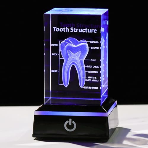Movdyka 3D Crystal Human Tooth Anatomy Model Decor Gifts for Dentist - color: Tooth