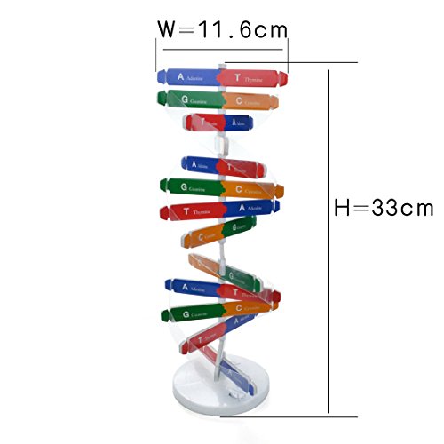 DNA Double Helix Model, Biology Science Educational Aid for Students