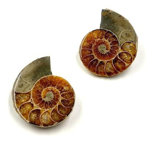 Authentic Ammonite Fossils with Collection Box & Magnifier, 2 pcs, Diameter 2-3cm - color: Ammonite