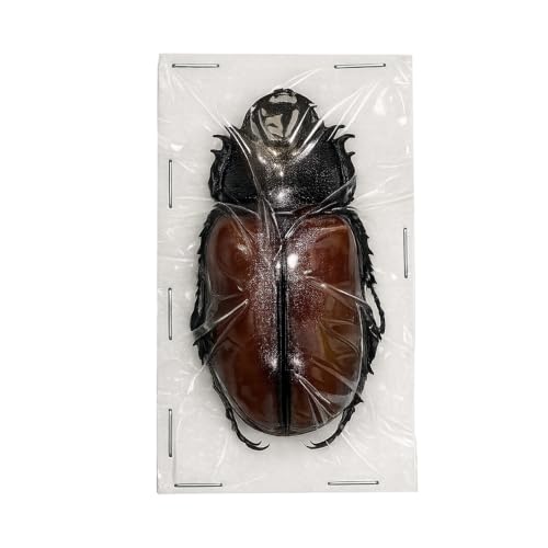 Real Five Horned Rhinoceros Beetle Unmounted Taxidermy Specimen BO68-UPCANH - color: 1 Beetle #68 Unspred Wings