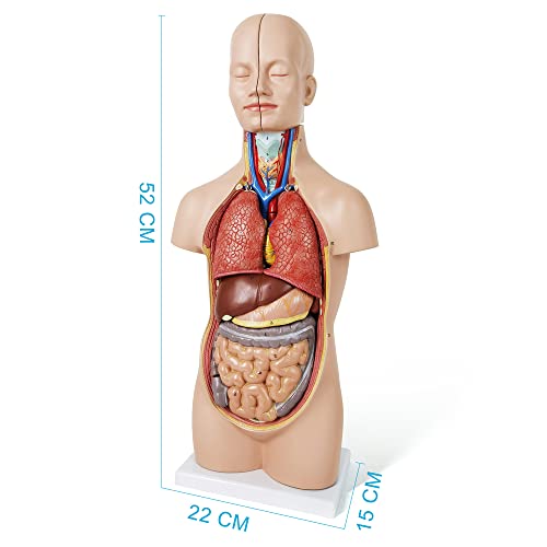 NEW HORIZON 20" Removable 12 Parts Human Torso Model,Showing Section of Brain,Neck Dissected Exposes Muscular Neural,Vascular and Glandular Structure,Anatomy Model for Medical,Educational apparatus