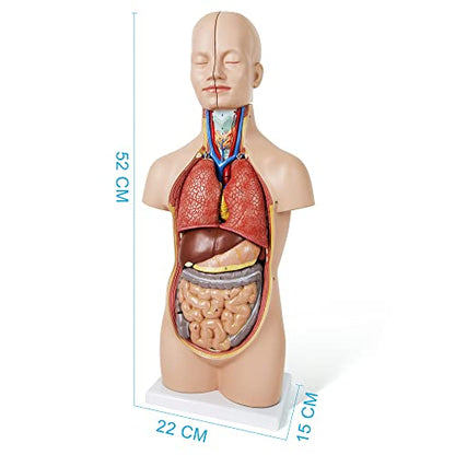 NEW HORIZON 20" Removable 12 Parts Human Torso Model,Showing Section of Brain,Neck Dissected Exposes Muscular Neural,Vascular and Glandular Structure,Anatomy Model for Medical,Educational apparatus