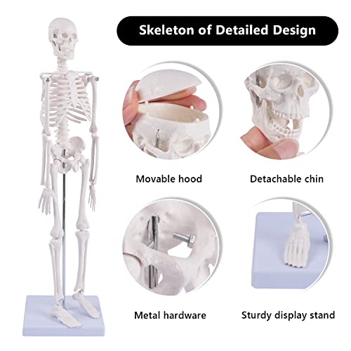 NLShan Human Skeleton Model for Anatomy: Scientific Model with Movable Arms, Legs & Display Stand - 17" Mini Human Skeleton Model for Study and Display - color: White