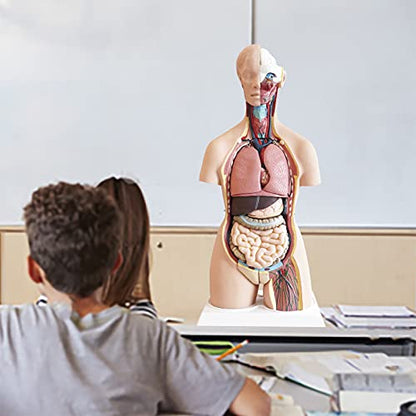 FriCARE Human Body Anatomy Torso Model, 33.8" for Medical Students Teaching