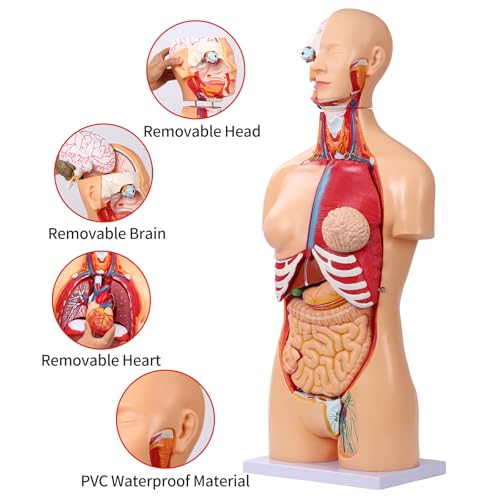 SFXYJ Human Torso Anatomy Model 33.4", Dual-Sex 32 Part Removable Life-Size with Heart Head Skull Brain Visceral Muscular Layers Model Includes Product Manual for Medical Student Lab Classroom Use