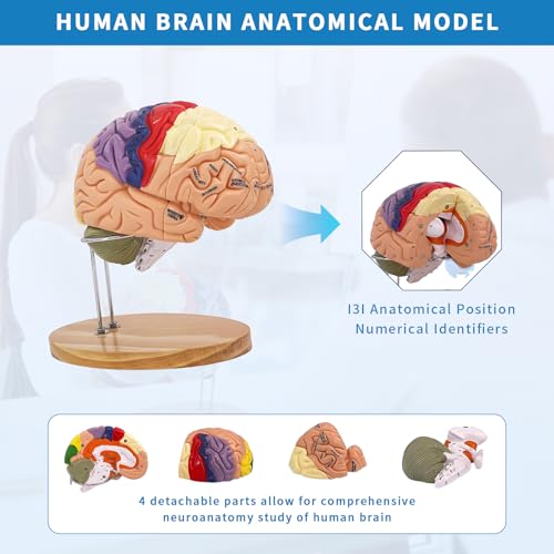 SKUGWG 2X Human Brain Model, 4-Part, Psychology and Neuroscience Study