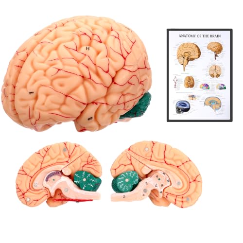 Human Brain Model, 8-Part Life Size Magnetic Detachable Brain Anatomy Model, 32 Numbered Brain Structures, PVC Anatomical Brain Model with Base & Study Card for Teaching, Study & Display