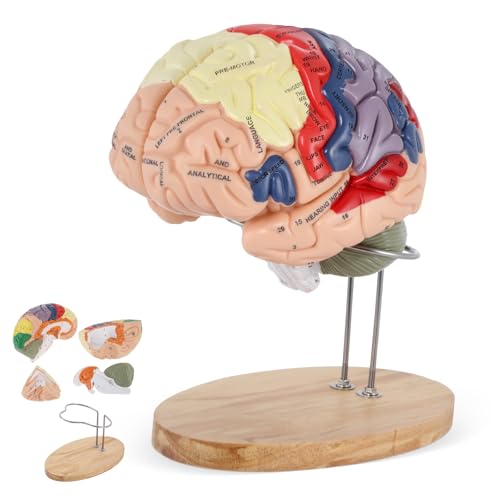 BEAMNOVA Human Brain Model, 2 Times Life Size Detachable Anatomy Model