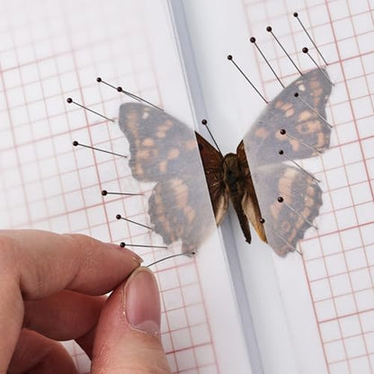 Insect Specimen Tools Kit - EVA Foam Pinning Board, Coordinate Paper, Wings Pressing Paper, Insect Pins & Butterfly Pins, Complete Entomology Kit for Beginners (Walnut Display Case Box Kit) - size: Walnut Display Case Box Kit