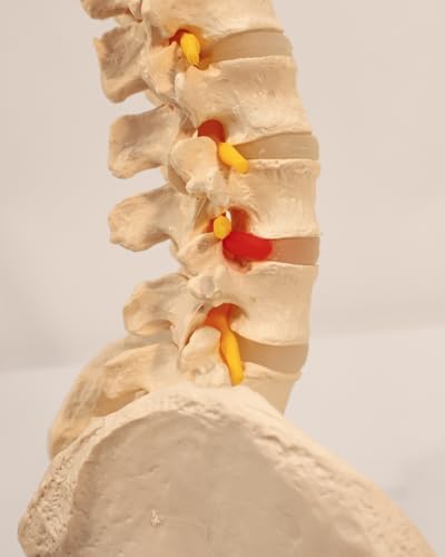 Axis Scientific 34" Life Size Spine Model with Nerves, Vertebrae, Arteries, Lumbar Column, Male Pelvis, Includes Durable Stand and Full Color Product Manual