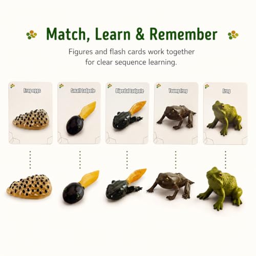 Montessori Life Cycle Animal Figures with Flash Cards, Lifelike Animal Growth Cycle Biological Model Set (Frog) - style: Frog