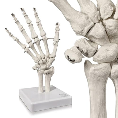 Human Hand Anatomical Skeleton Model with Articulated Joints