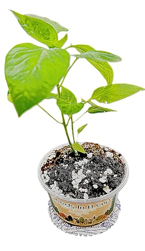 Tree Grow Kit | Easy to use | Educational | Memorial Gift | Plant It for The Planet | Grow Your Own Tree |Wide Selection to Choose from (Hibiscus) - style: GRAPE
