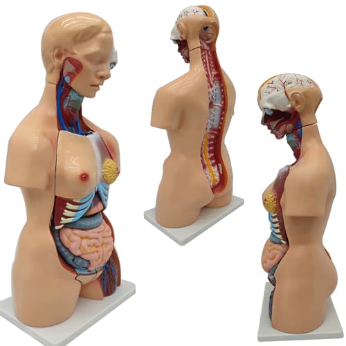 Anatomical Human Torso Body Model with 23 Removable Organs Parts 33.5in Life Size with Heart Head Skull Brain Skeleton Model for Teaching