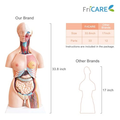 FriCARE Human Body Anatomy Torso Model, 33.8" for Medical Students Teaching