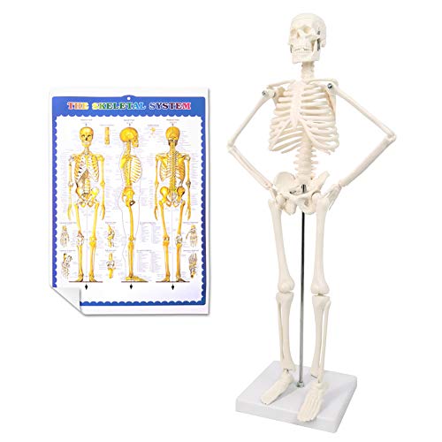 17.7“ Human Skeleton Model for Anatomy,Movable Arms Legs Bones Structures