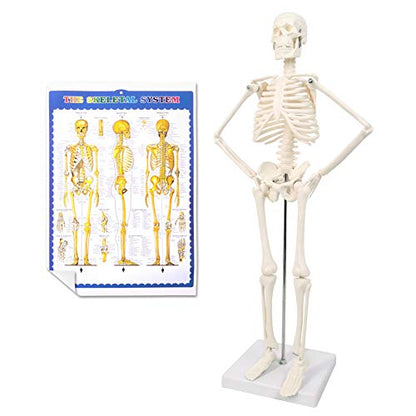 17.7“ Human Skeleton Model for Anatomy,Movable Arms Legs Bones Structures