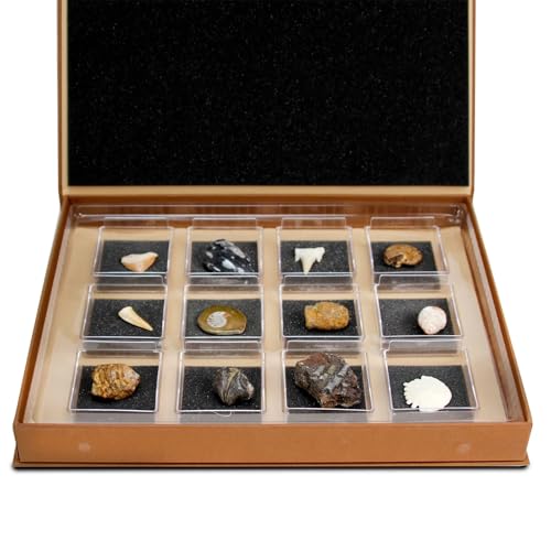 Geoworld Nature Collection – Real Fossil Collection in Display Box for STEM Learning – Educational Geology Set for Kids, Classrooms, and Collectors (Set 1)